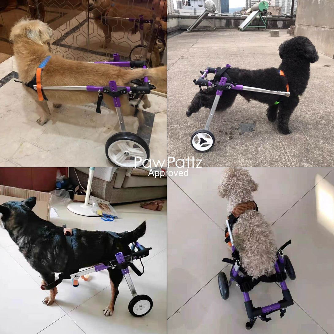 Pro Rear Wheelchair for Small Dogs | PawPattz