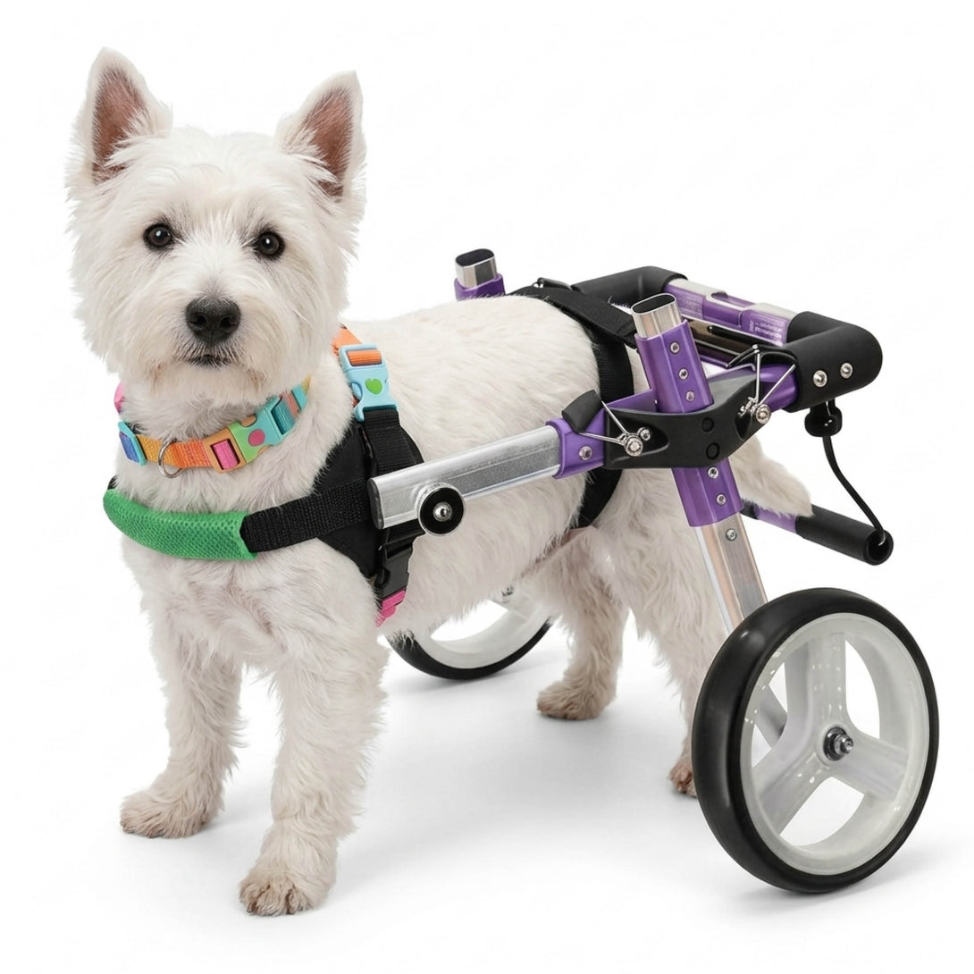Pro Rear Wheelchair for Small Dogs | PawPattz
