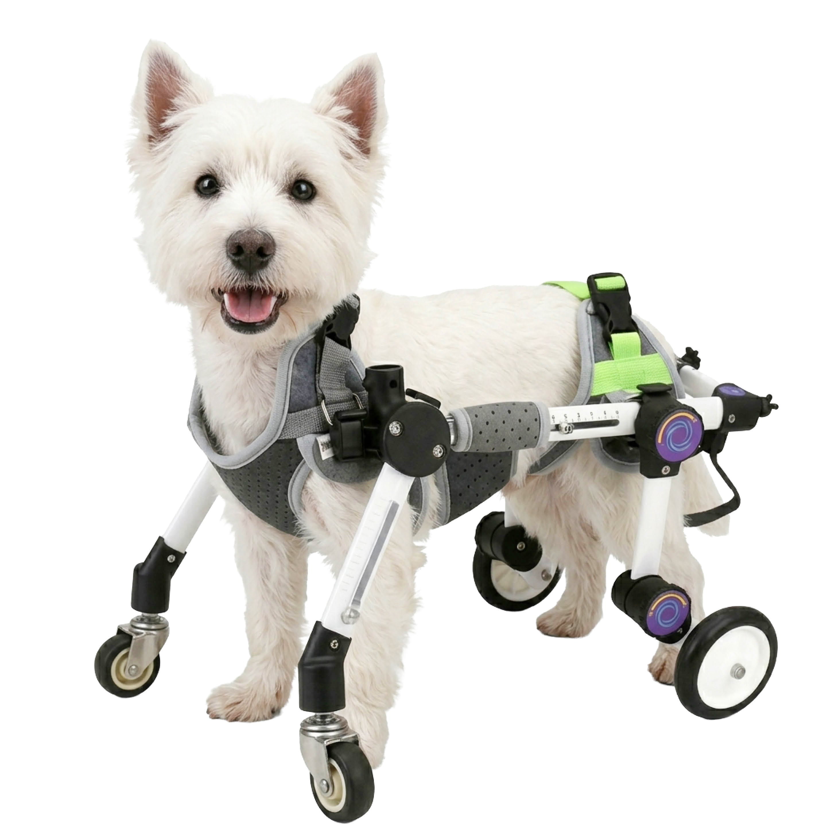 Featured Products – PawPattz