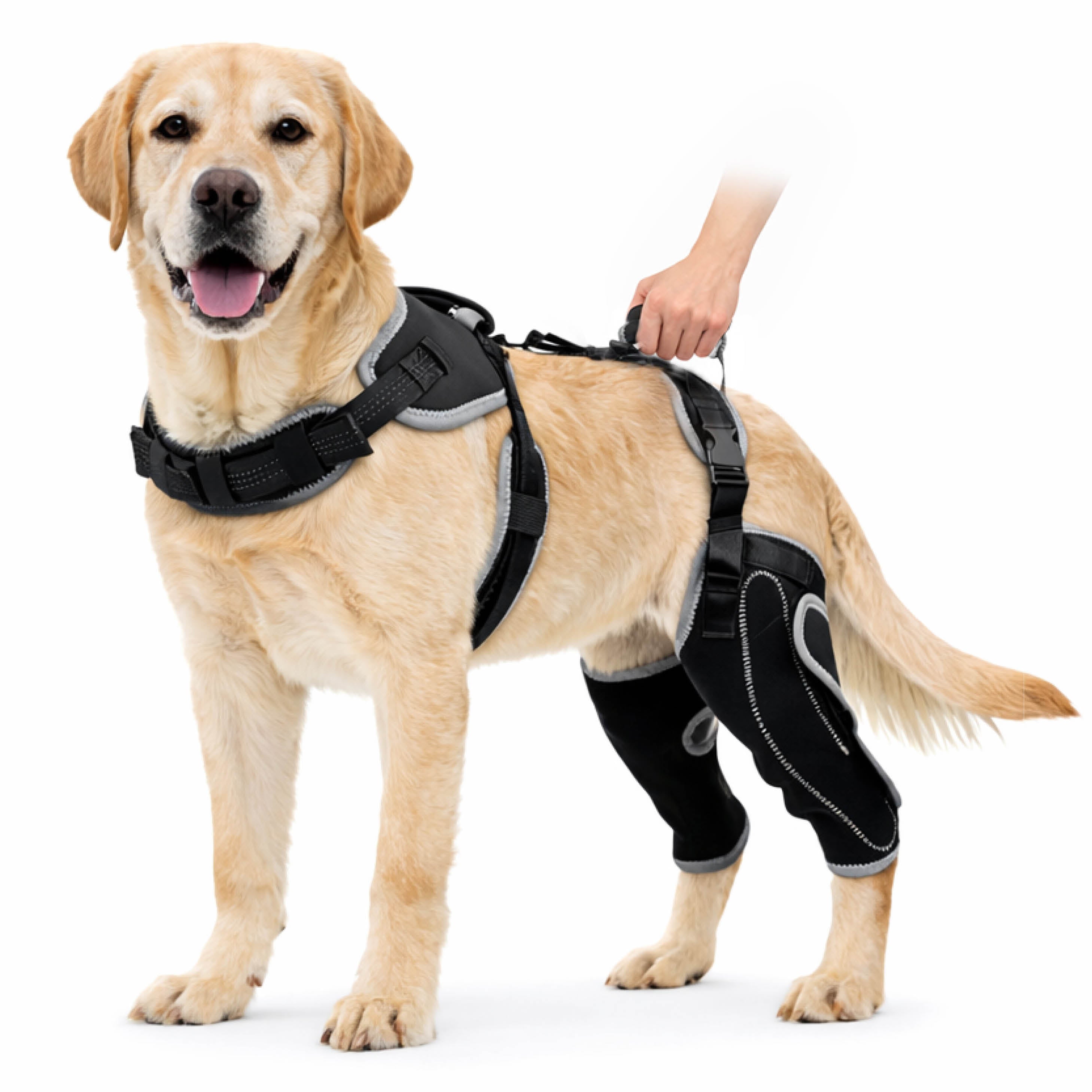 Dog ACL Knee Brace Pro with Rear Lift Handle & Enhanced