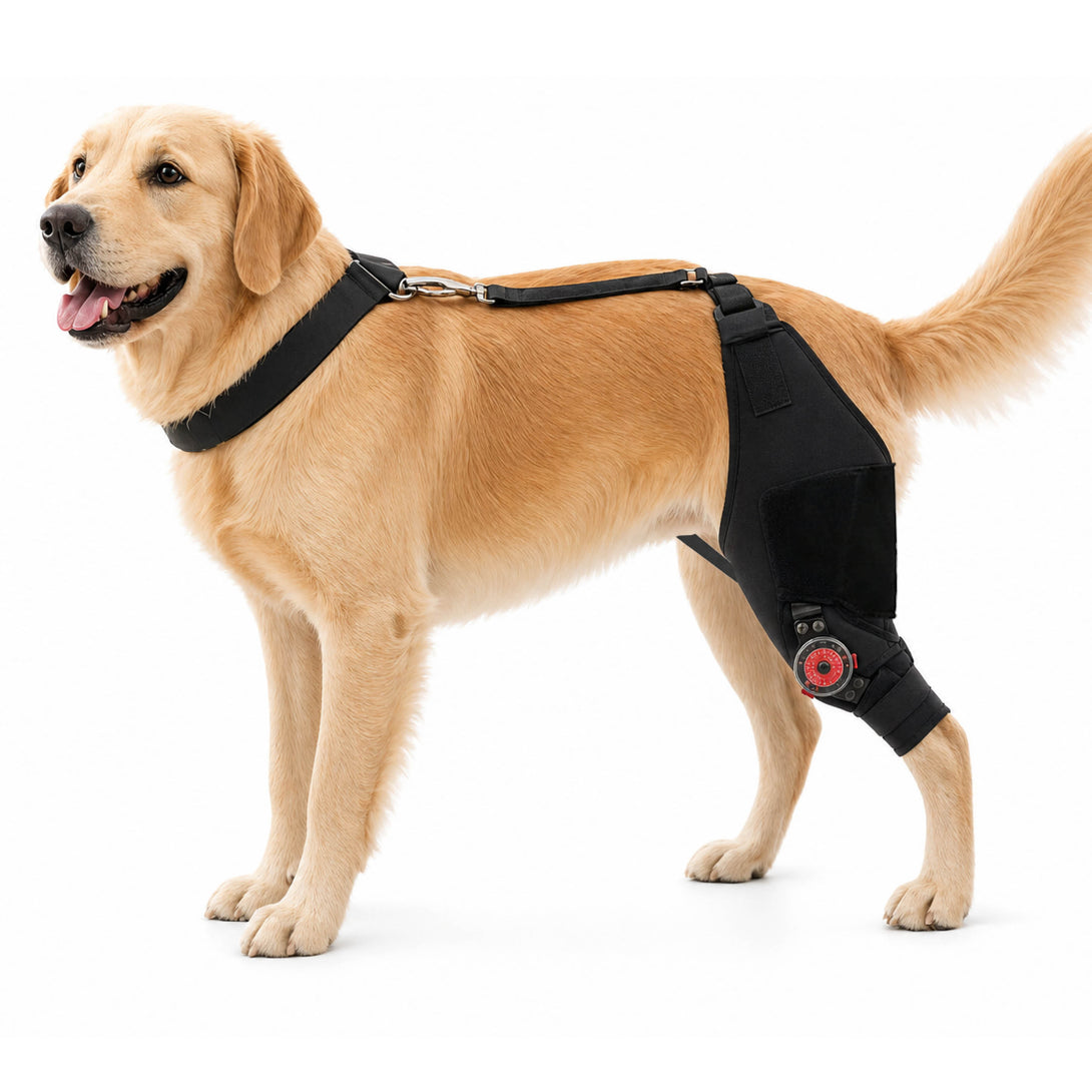 FlexiHinge Dog Knee Brace for Single Leg Support,Adjustable and Secure ...