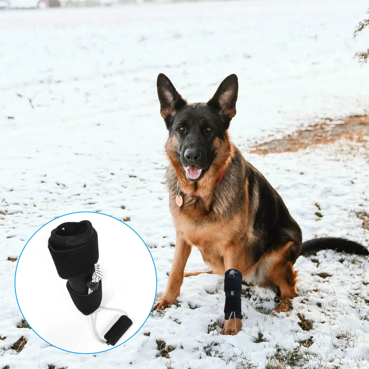Front Leg No-Knuckling Training Sock
