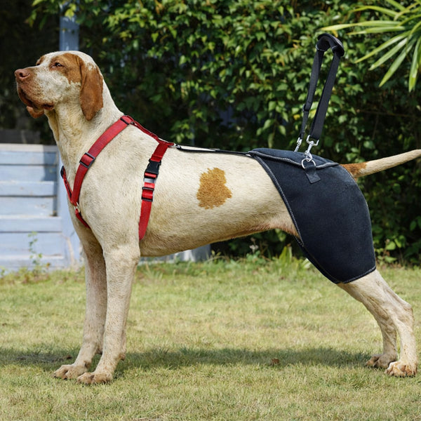 Hip & Rear Leg Support Gear for Dogs | PawPattz