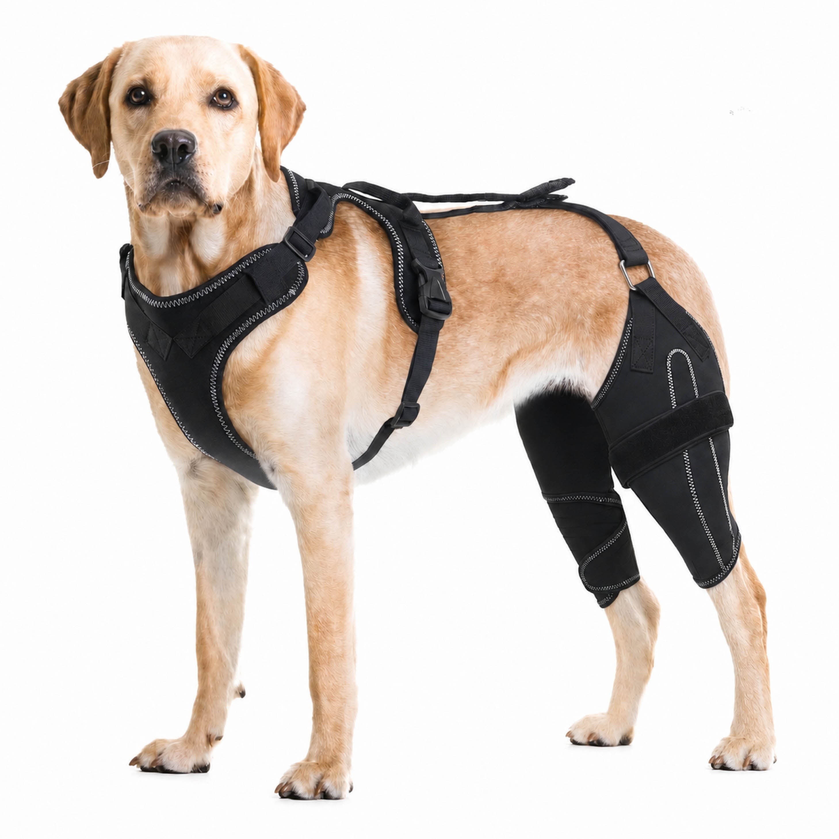 Dog ACL Knee Brace Pro for ACL Injuries, Joint Pain, Mobility