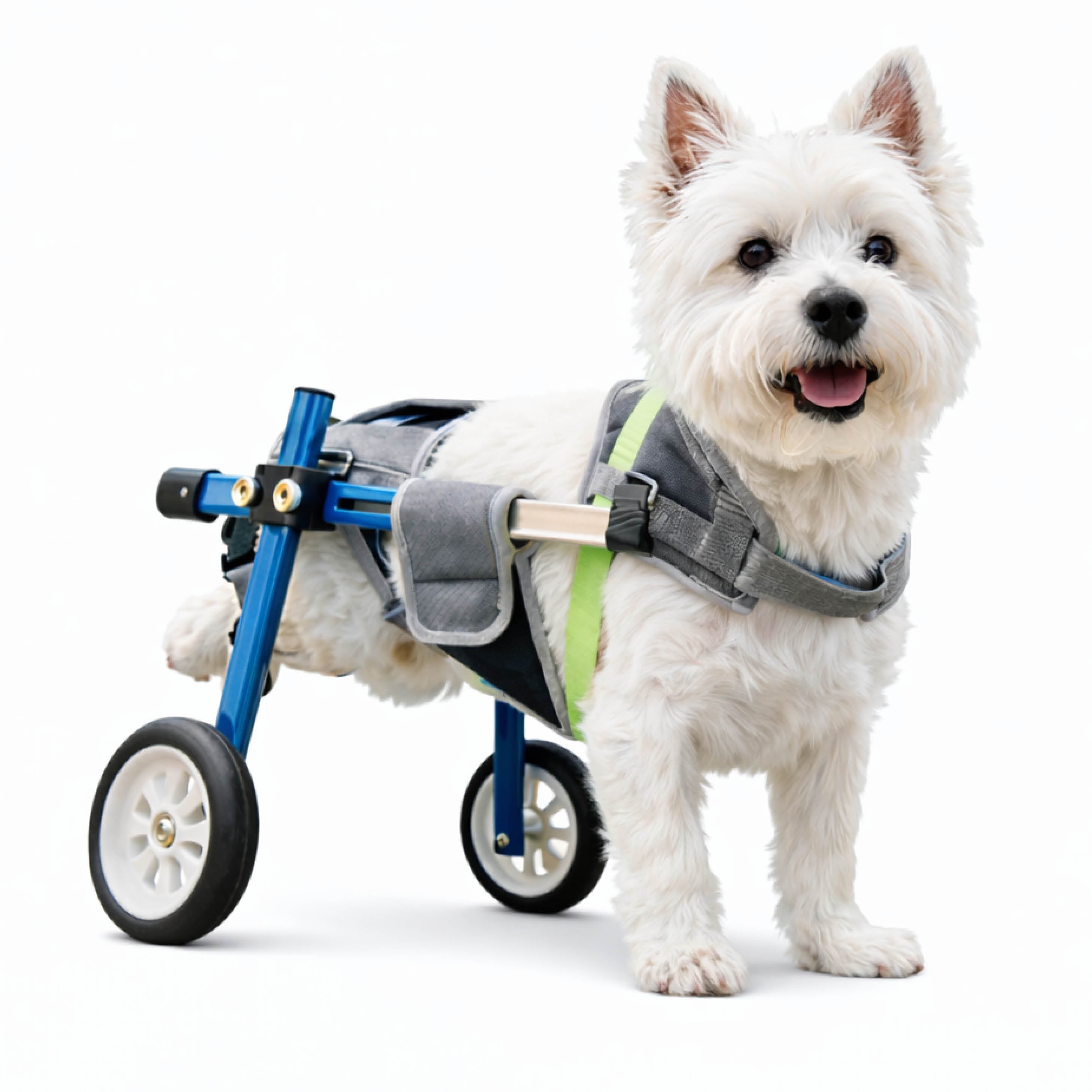 All Products – PawPattz