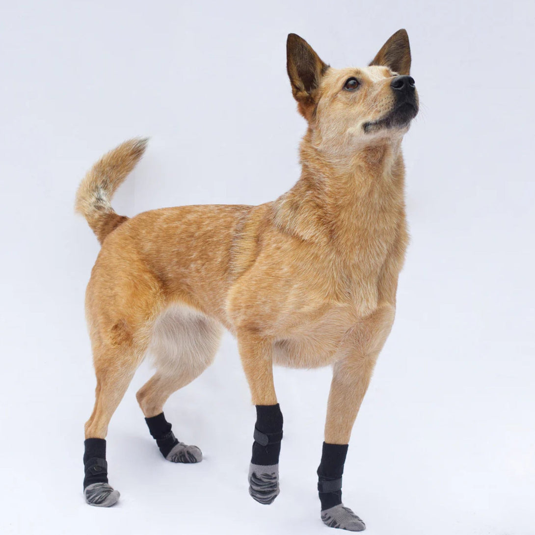 Anti - Slip Dog Socks with Extra Grip - PawPattz