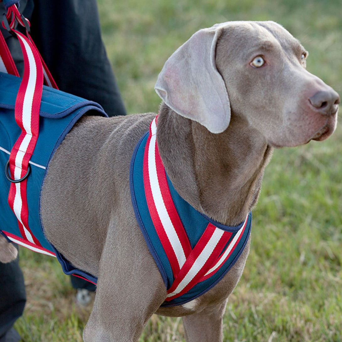 Canine Mobility Support Harness - PawPattz