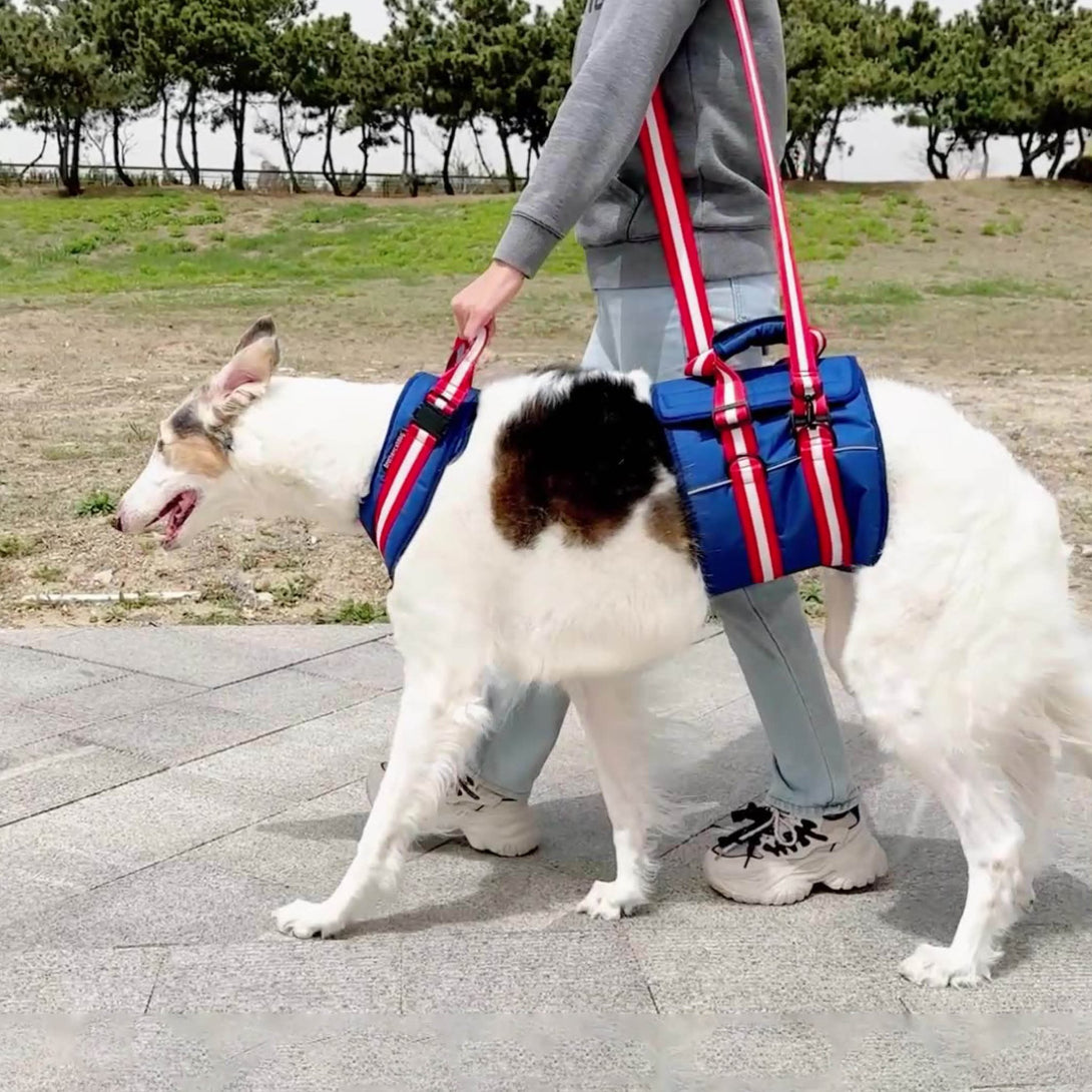 Canine Mobility Support Harness - PawPattz