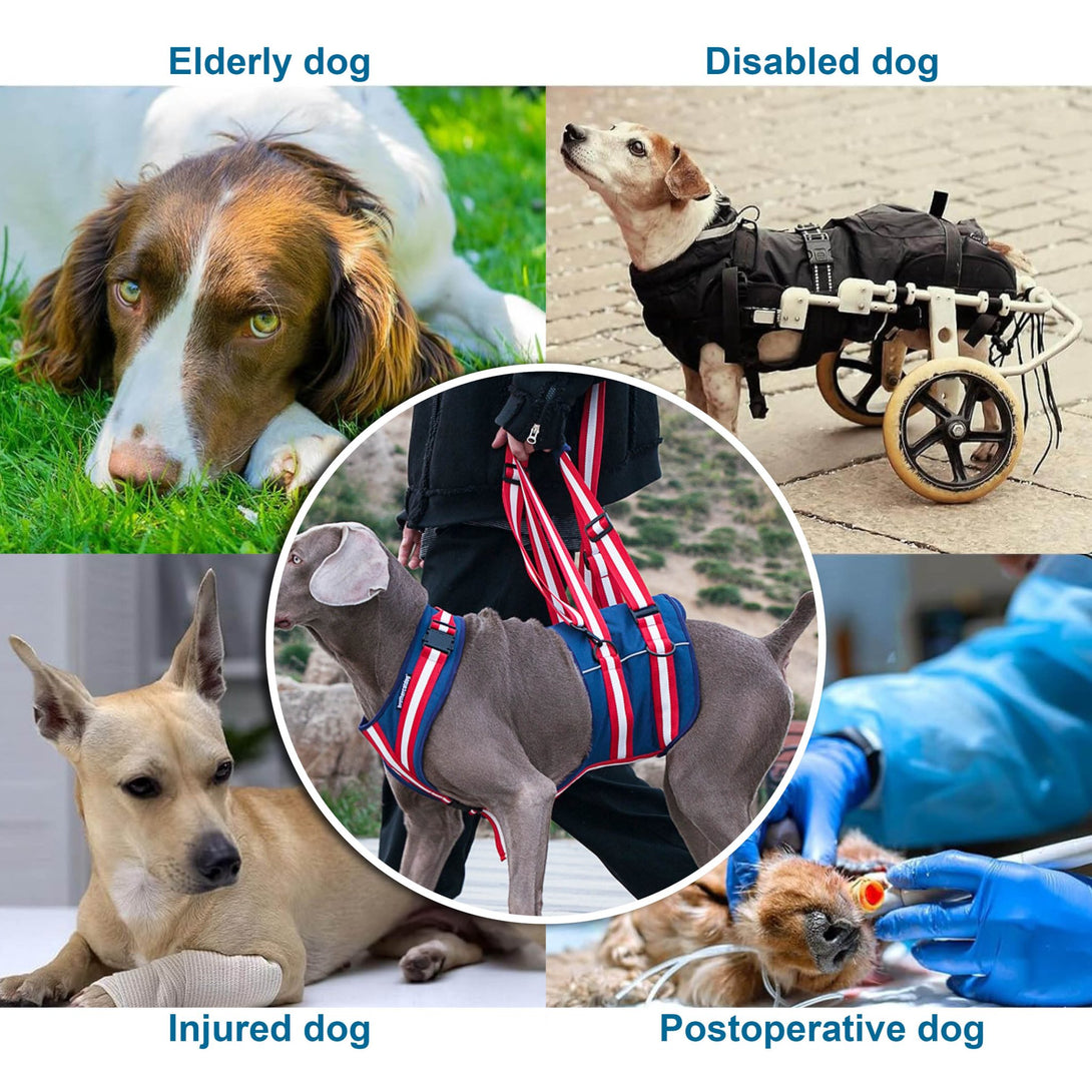 Canine Mobility Support Harness - PawPattz