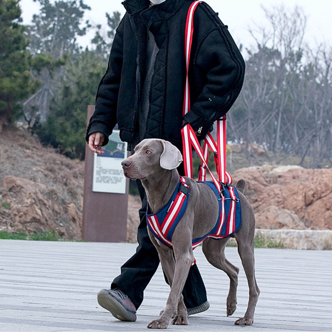 Canine Mobility Support Harness - PawPattz