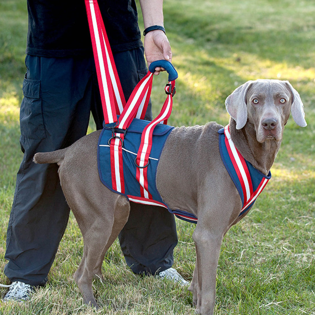 Canine Mobility Support Harness - PawPattz