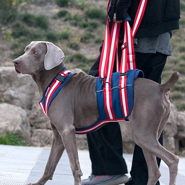Canine Mobility Support Harness - PawPattz