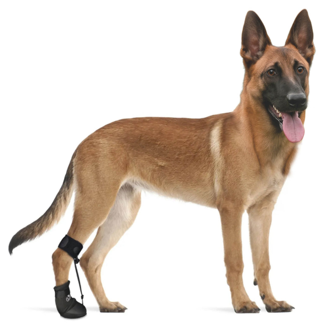 Corrective Toe Bone Support Shoes for Dogs - PawPattz