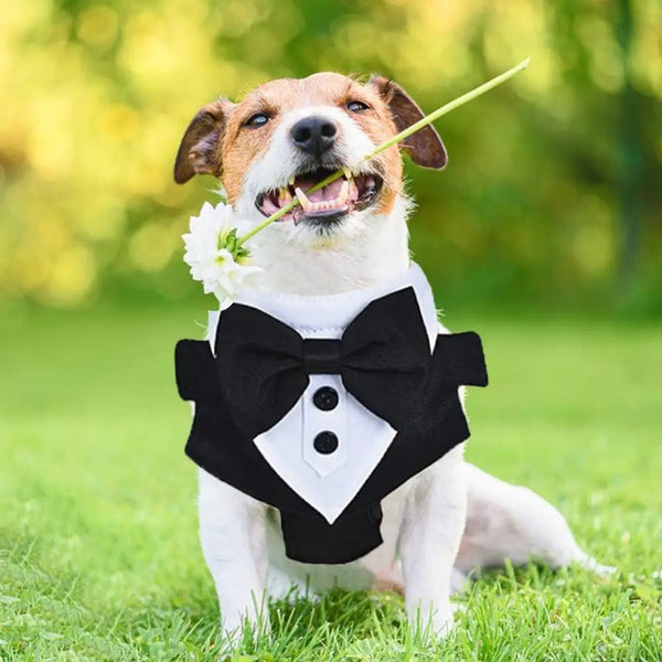 Dapper Canine Tuxedo - PawPattz