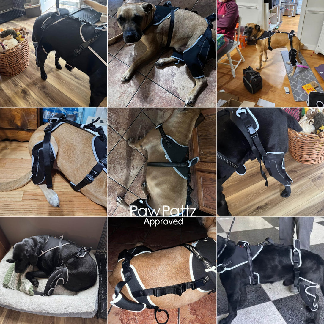 Dog ACL Knee Brace Pro+ - PawPattz