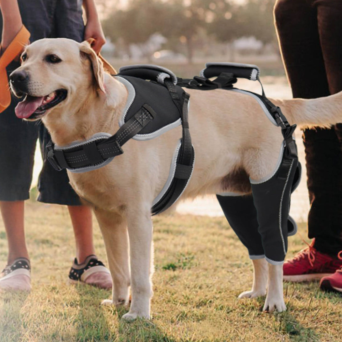 Dog ACL Knee Brace Pro+ - PawPattz