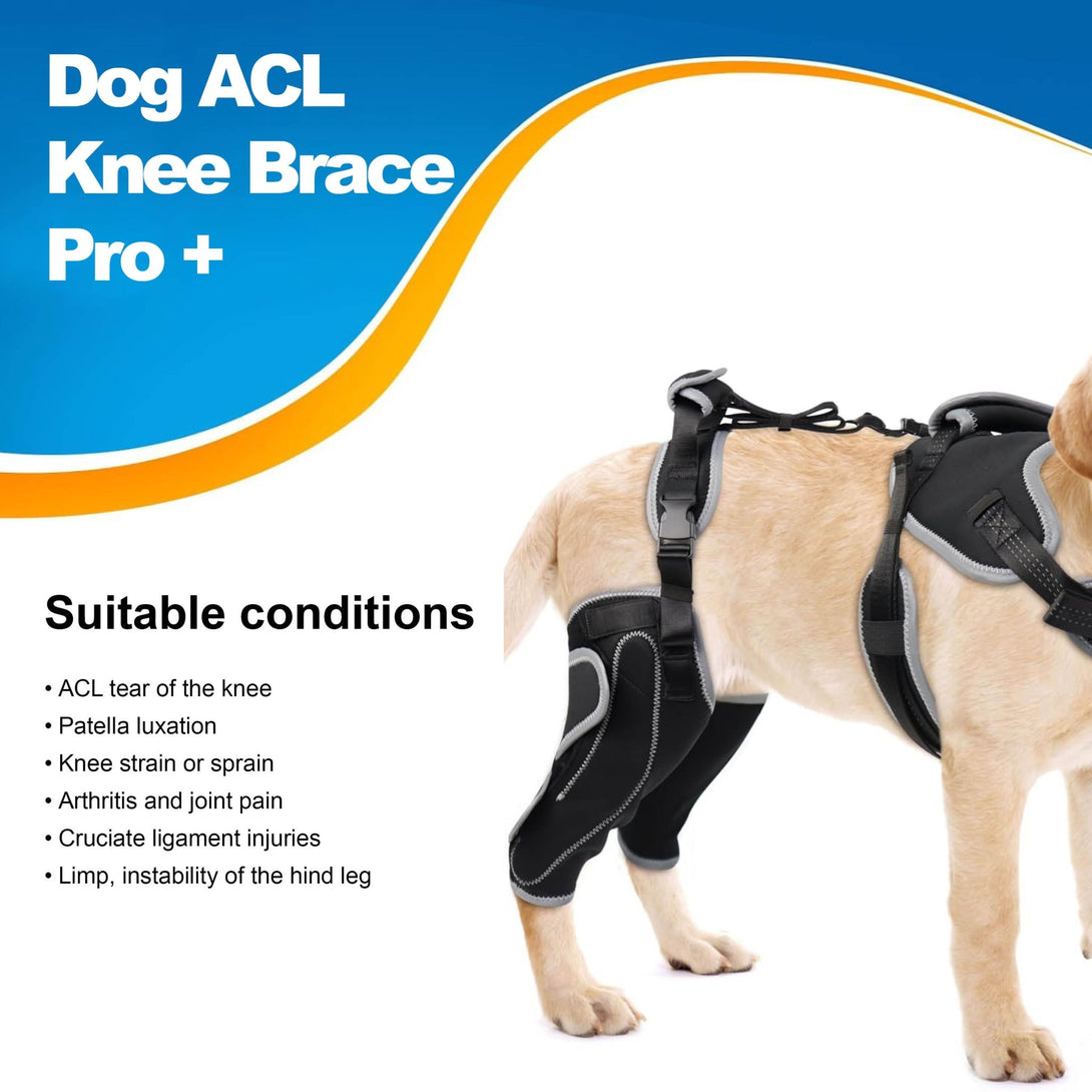 Dog ACL Knee Brace Pro+ - PawPattz
