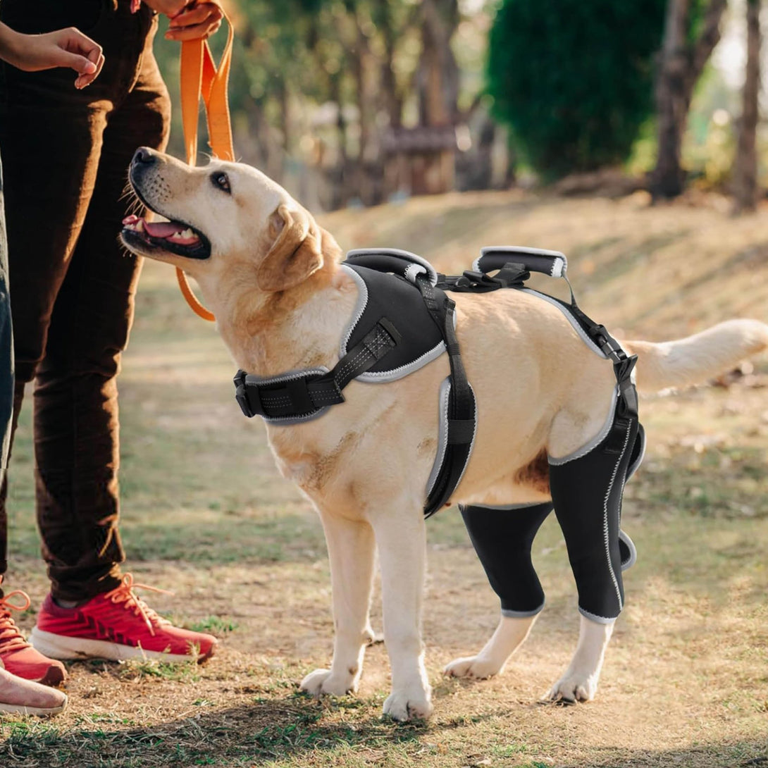 Dog ACL Knee Brace Pro+ - PawPattz