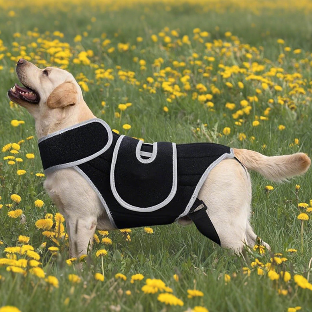 Dog Back Brace for IVDD & Spinal Support - PawPattz