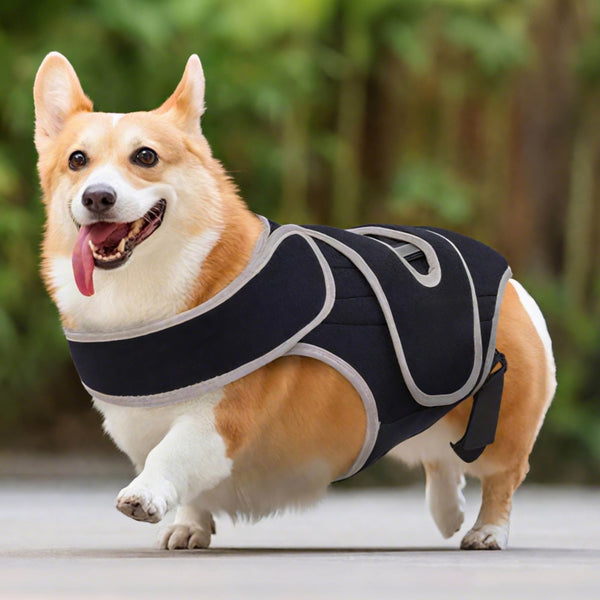 Dog Back Brace for IVDD & Spinal Support - PawPattz