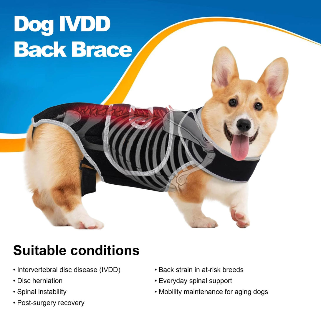 Dog Back Brace for IVDD & Spinal Support - PawPattz