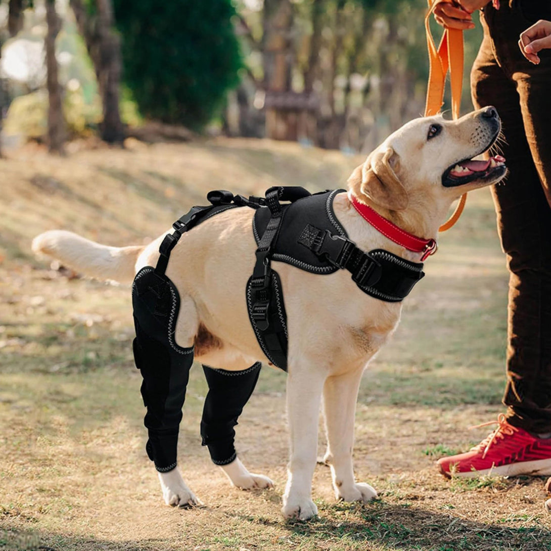 Dog Knee Brace – Soft Support (No Metal Splints) - PawPattz