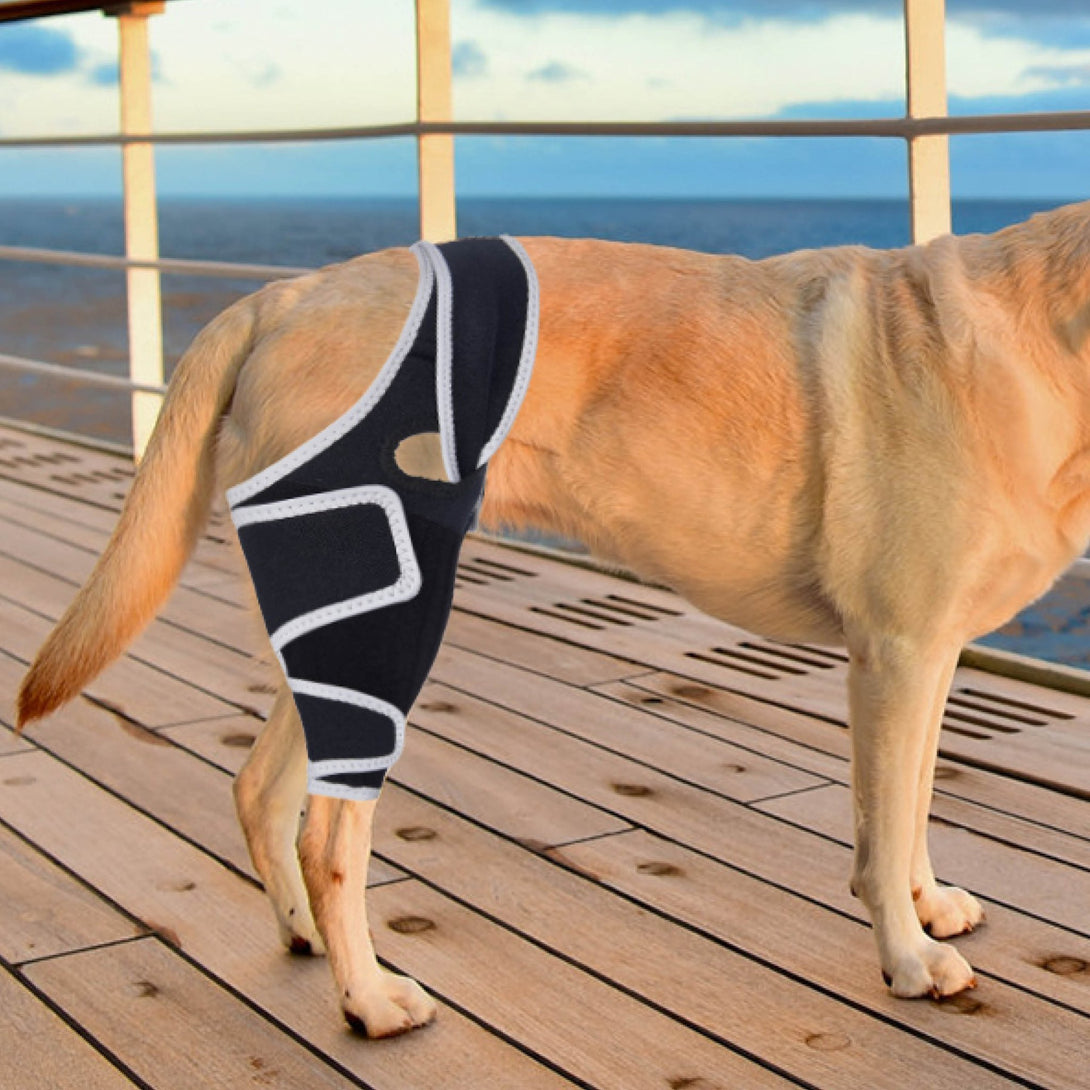FlexiPaw Universal Dog Knee Brace - PawPattz