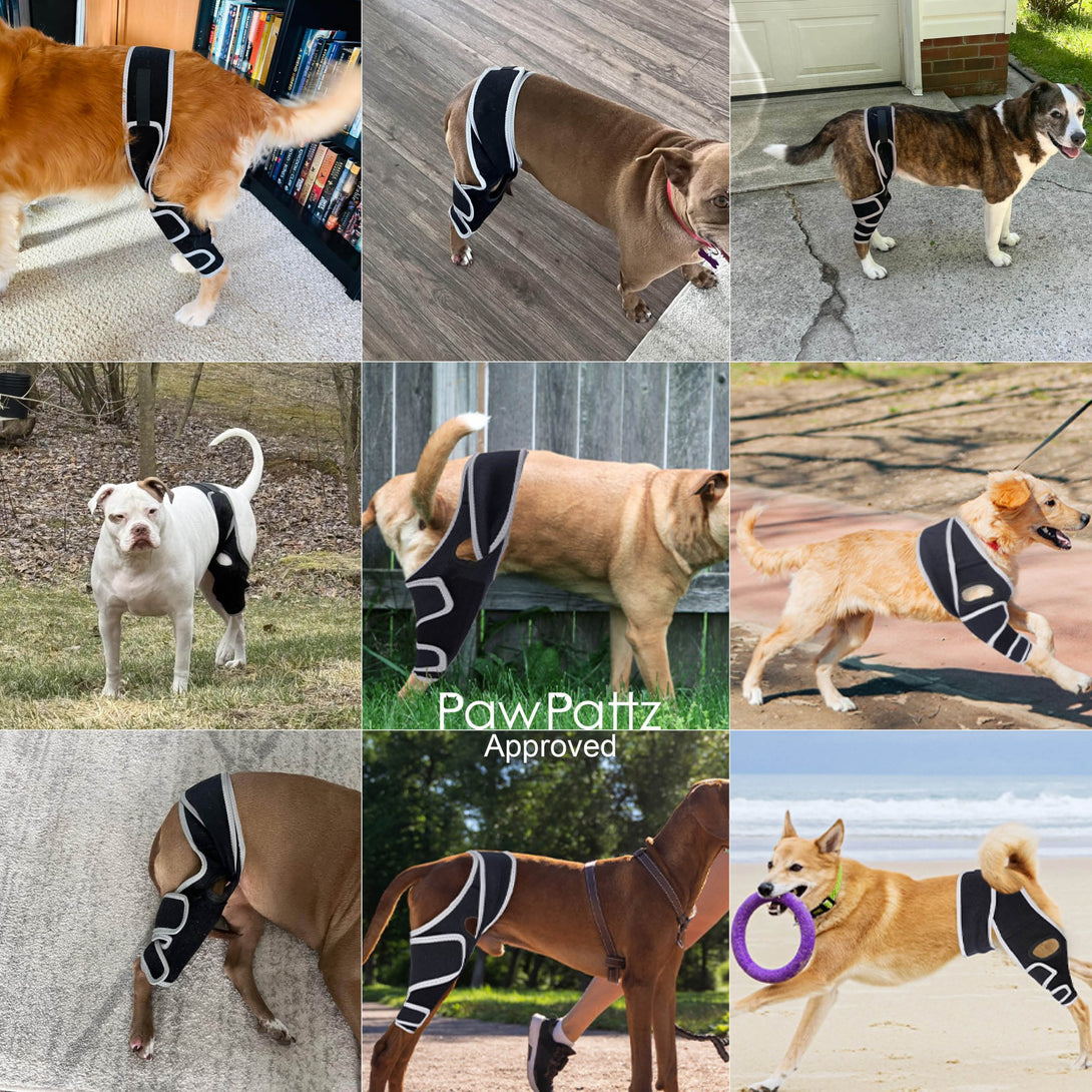 FlexiPaw Universal Dog Knee Brace - PawPattz