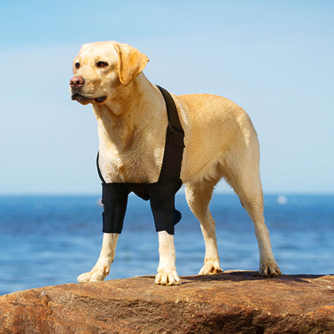 Front Leg Elbow Brace - PawPattz