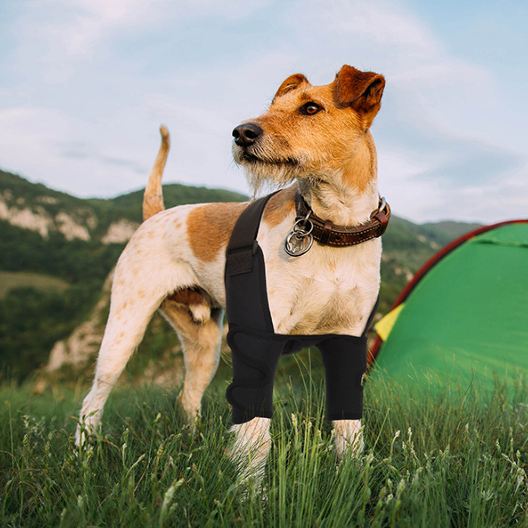 Front Leg Elbow Brace - PawPattz