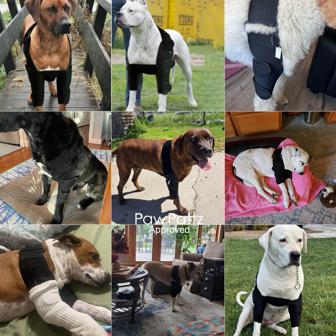 Front Leg Elbow Brace - PawPattz