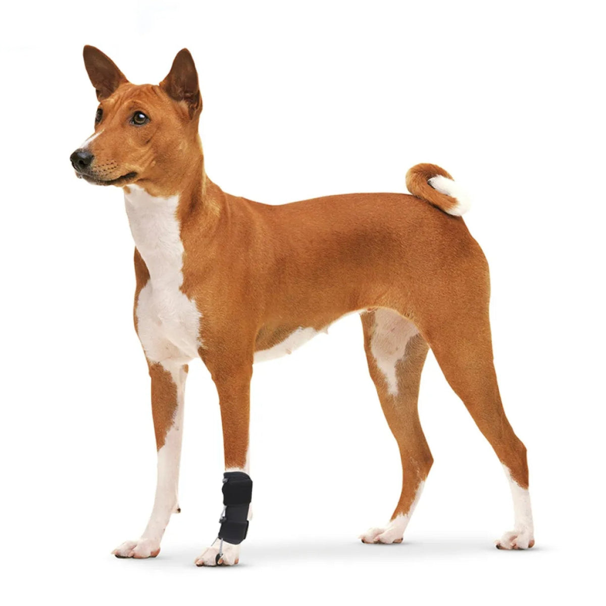 Front Leg No-Knuckling Training Sock