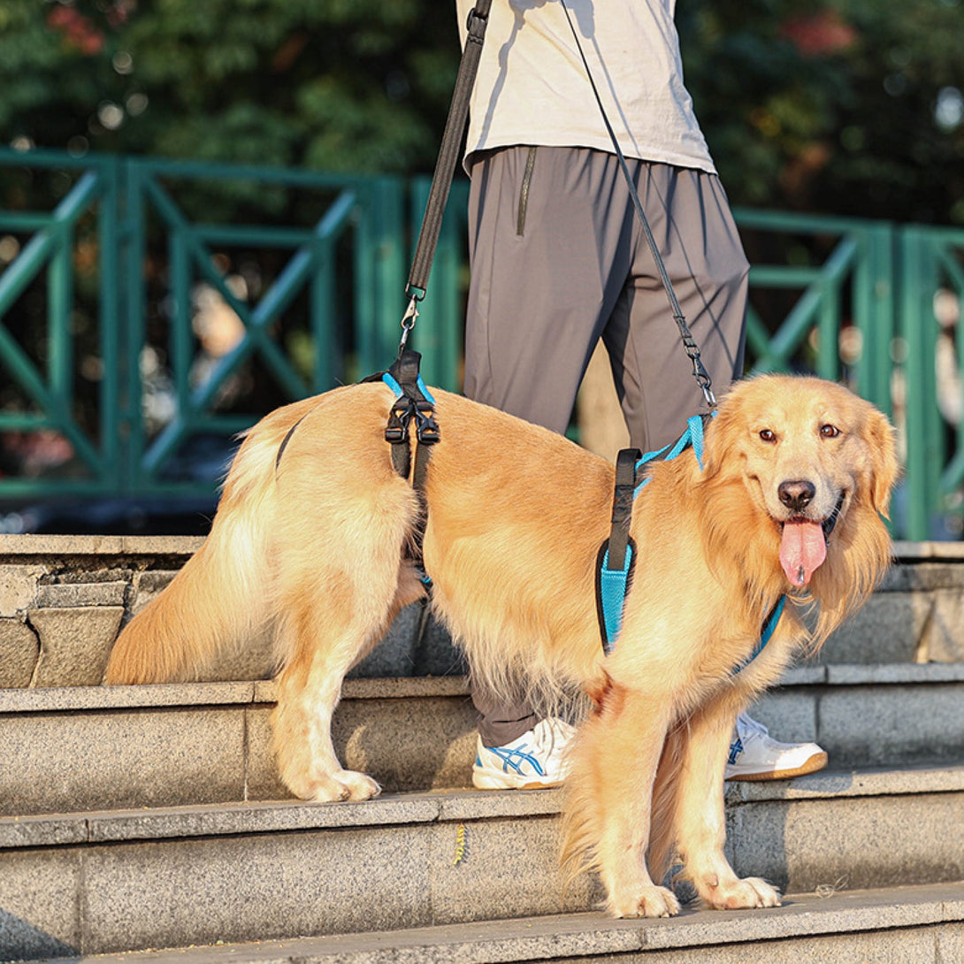 FullCare Dog Lifting Harness - PawPattz