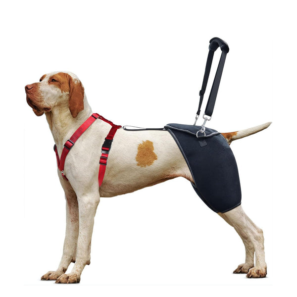 Hip Dysplasia Brace Harness Pro - PawPattz