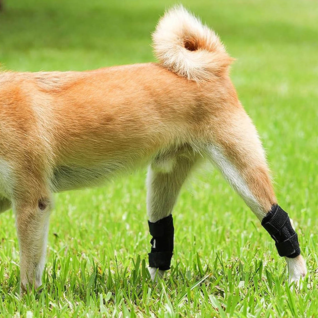 Hock Joint Brace for Dog 2.0 - PawPattz