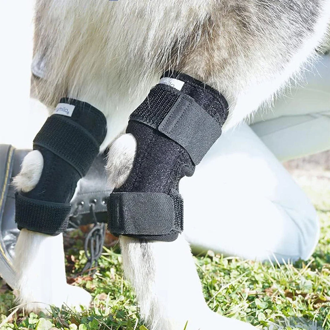 Hock Joint Brace for Dog 2.0 - PawPattz