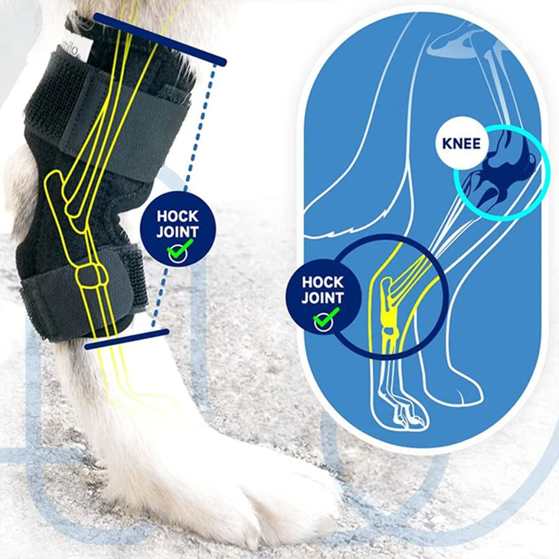 Hock Joint Brace for Dog 2.0 - PawPattz