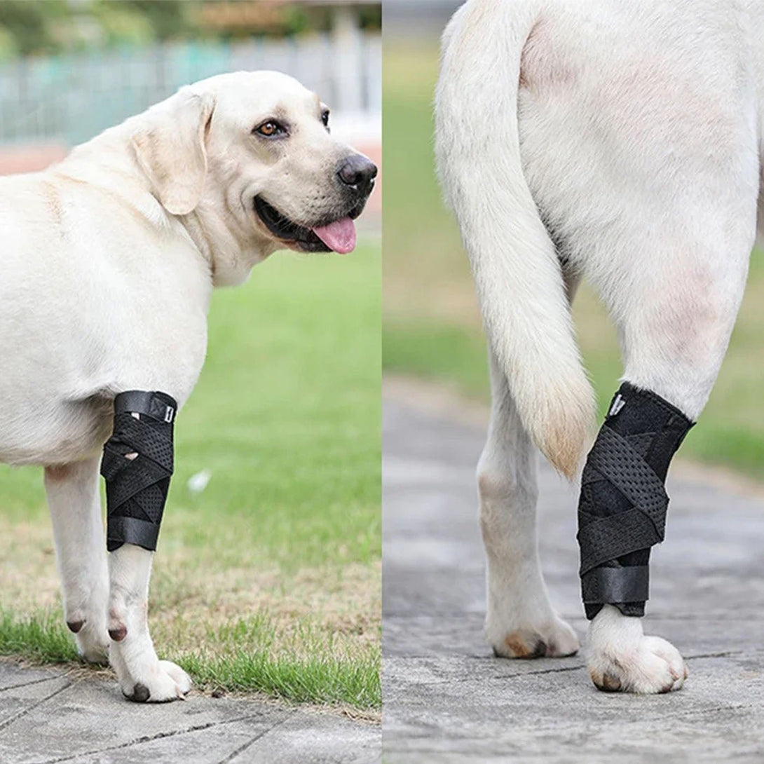 Hock Joint Brace for Dog - PawPattz