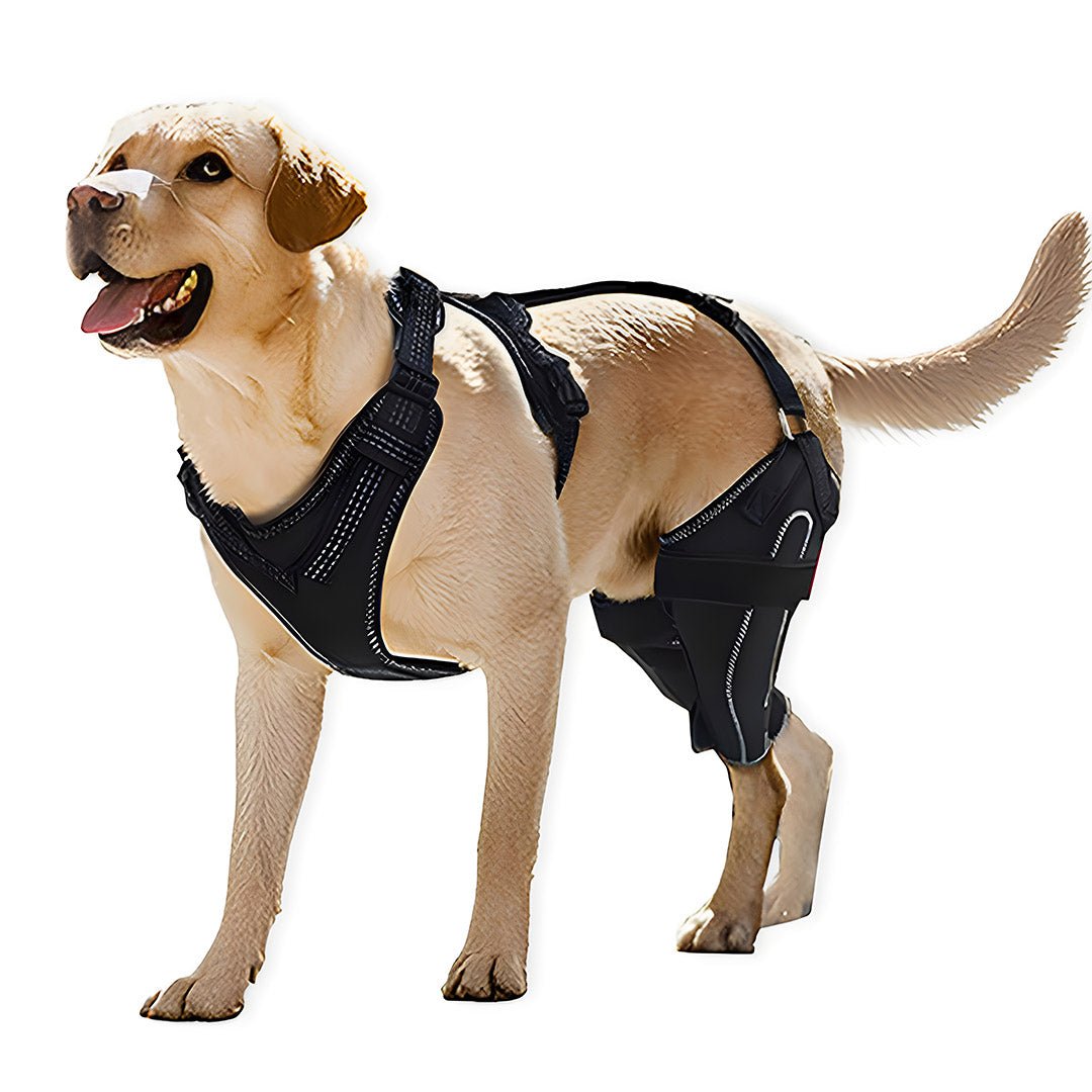 Knee Brace Harness for Dogs - Dual Rear Leg Support - PawPattz