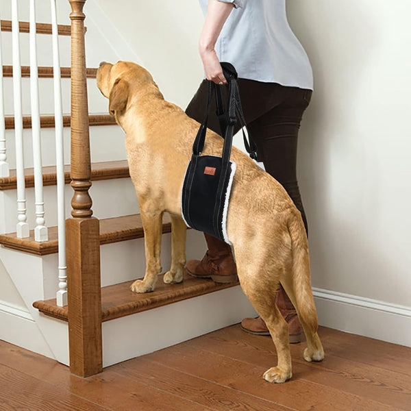 Lifting Sling for Dogs - PawPattz