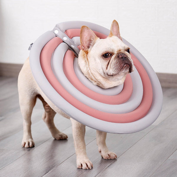 Rainbow Recovery Collar - PawPattz