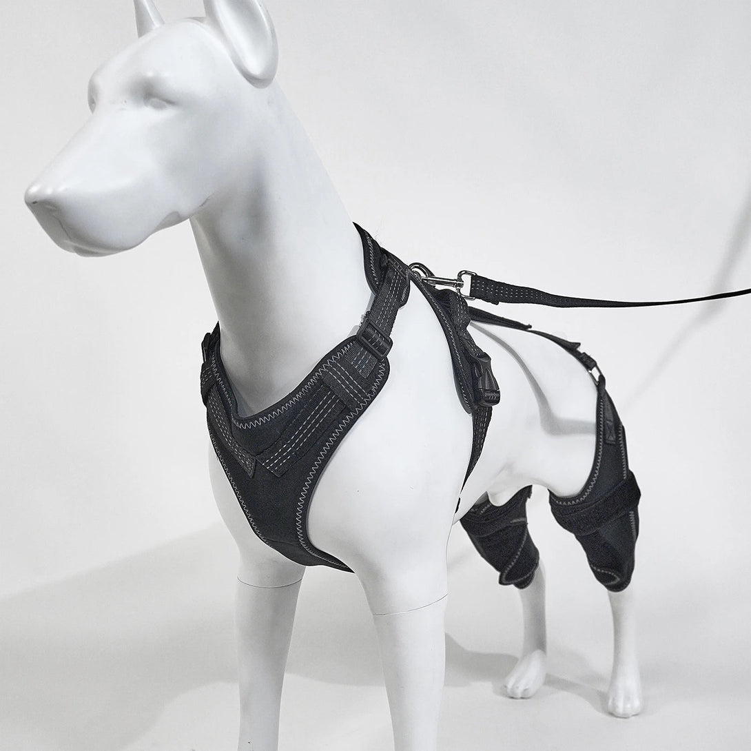 Rear Leg Knee Brace Harness for Medium to Large Dog - PawPattz