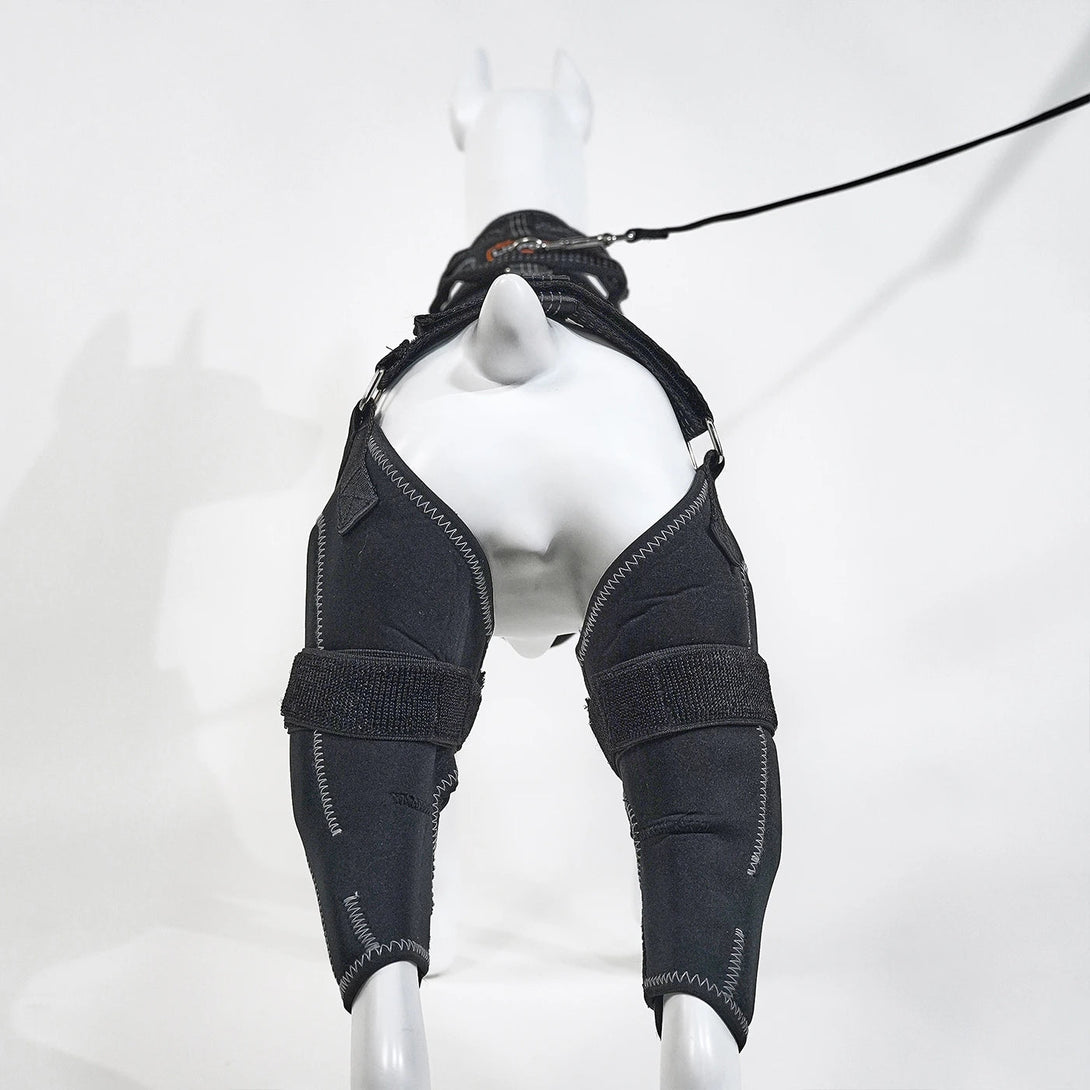 Rear Leg Knee Brace Harness for Medium to Large Dog - PawPattz