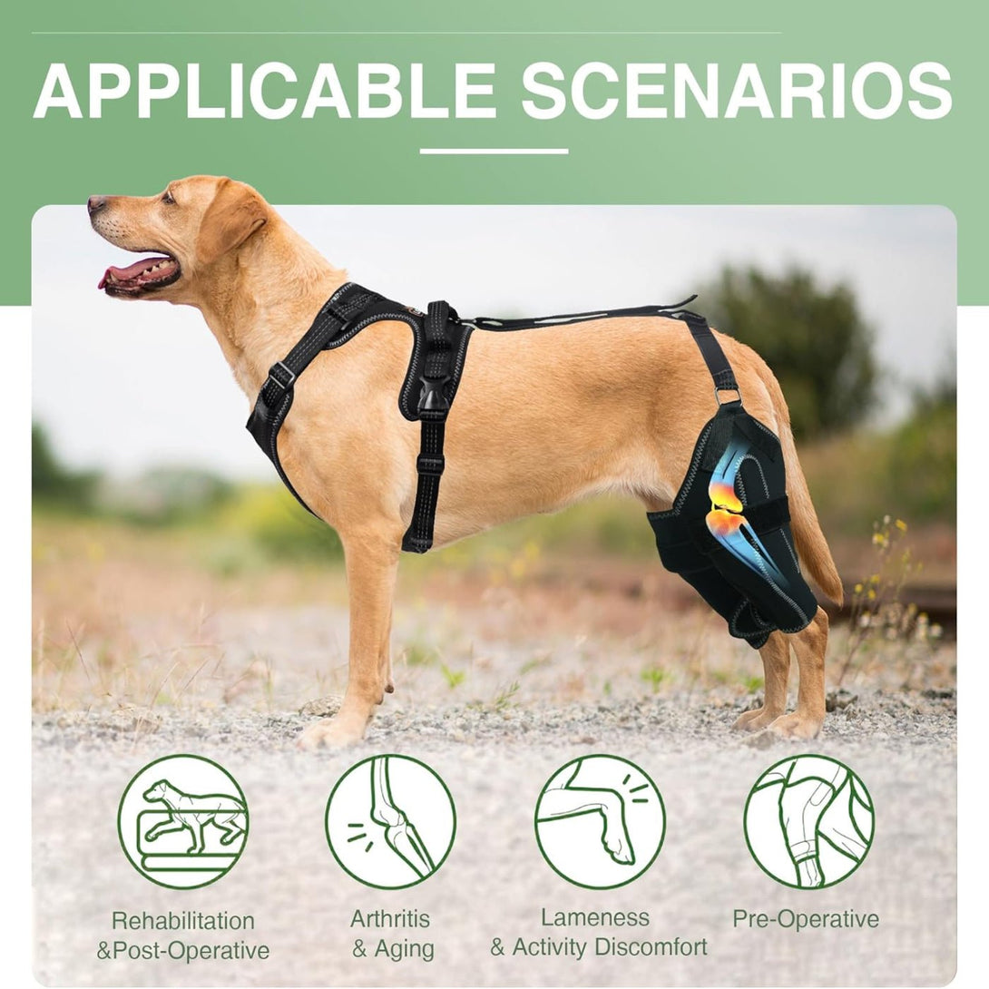 Rear Leg Knee Brace Harness for Medium to Large Dog - PawPattz