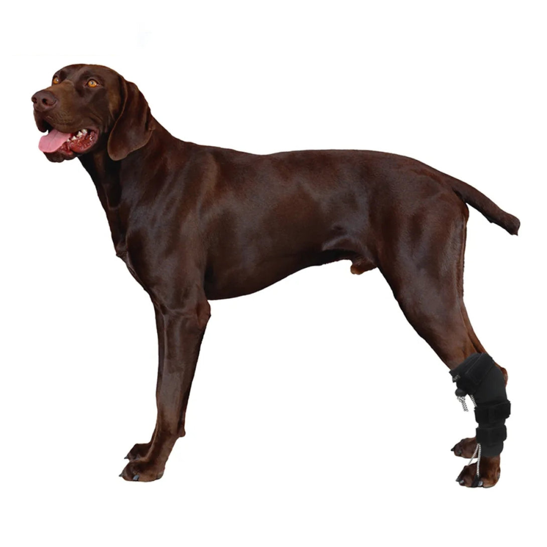 Rear Leg No - Knuckling Training Sock - PawPattz