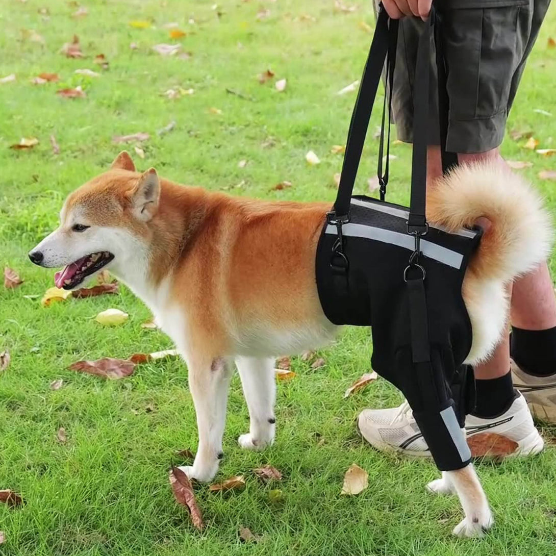 Rear Leg Support Harness for Senior and Disabled Dogs - PawPattz