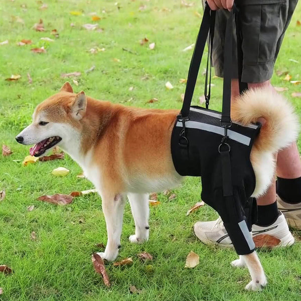 Rear Leg Support Harness for Senior and Disabled Dogs - PawPattz