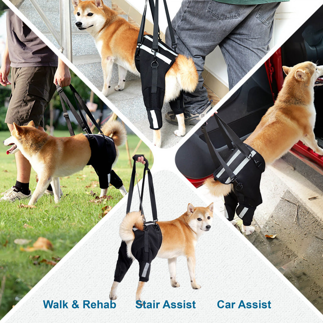 Rear Leg Support Harness for Senior and Disabled Dogs - PawPattz