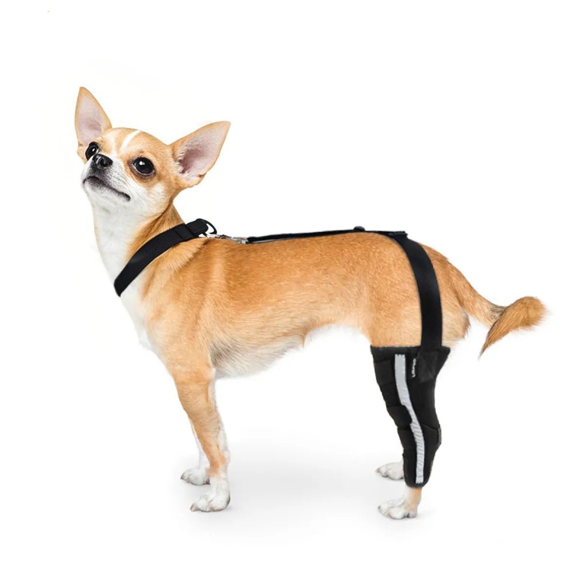 Small Dog Single Leg Knee Brace Harness - PawPattz