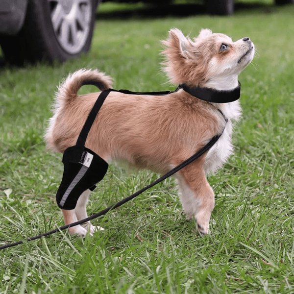 Small Dog Single Leg Knee Brace Harness - PawPattz